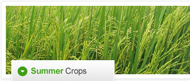 RGSL Agro