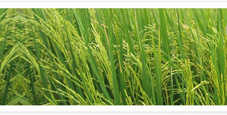 RGSL Agro