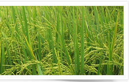 RGSL Agro