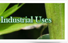RGSL Agro
