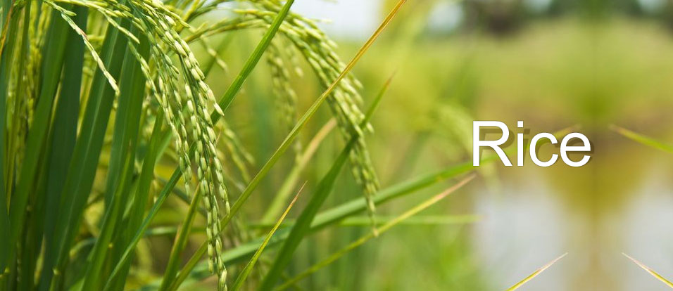 RGSL Agro