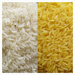 Long Grain Rice
